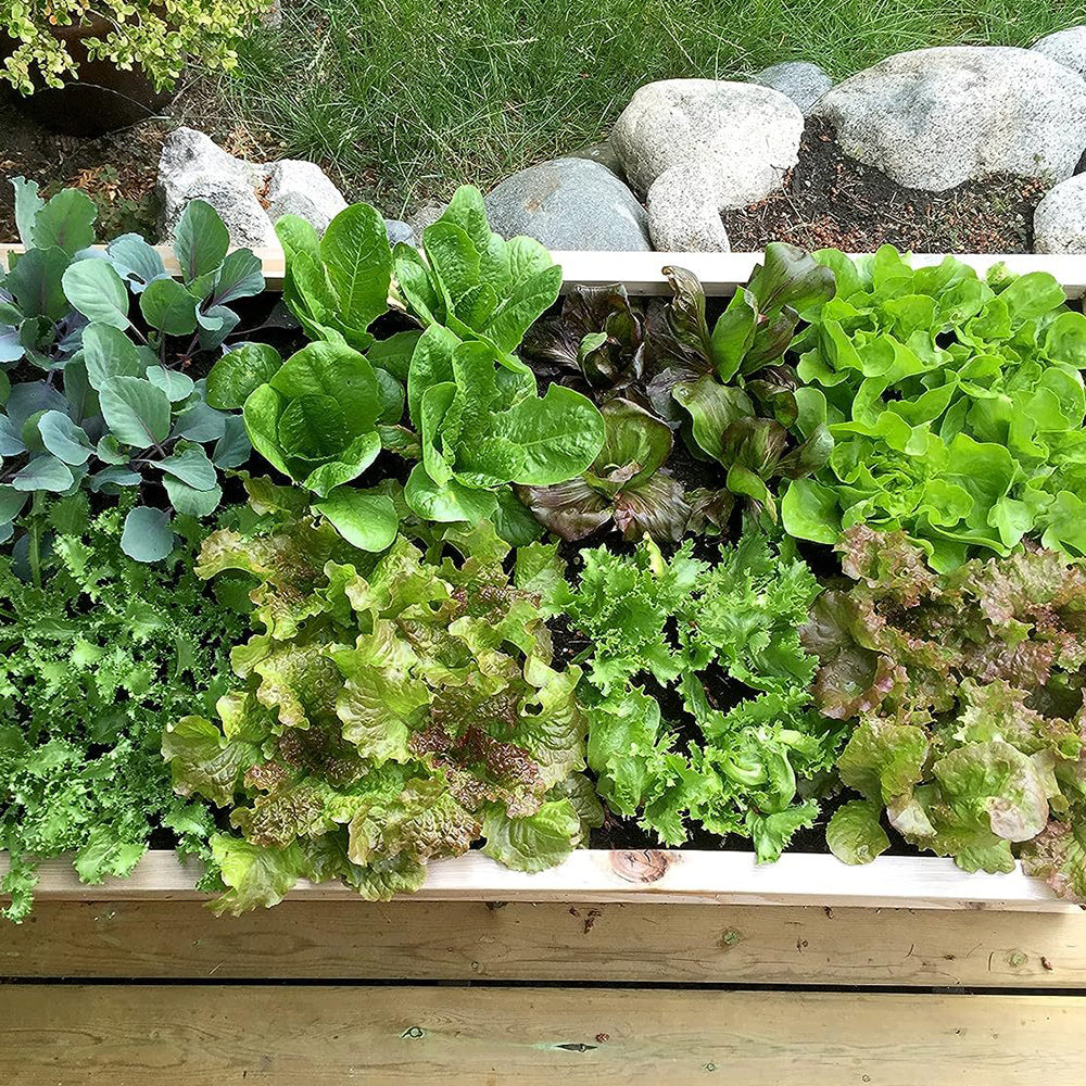 GREENHAVEN Seeding Square – Seed Spacer Tool for Optimal Plant Spacing