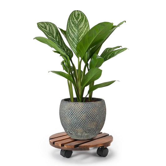 GREENHAVEN 2 Pack Plant Caddy with Lockable Wheels - Wood Color