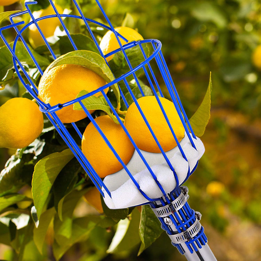 Easy-Pick Fruit Harvester Tool for Orchard and Garden