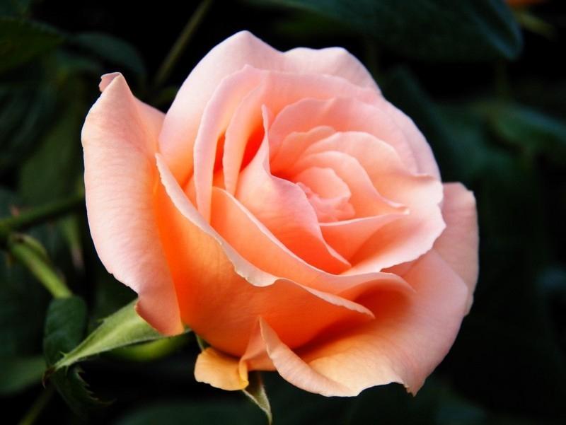 2.1Cm Internal Diameter Uv / Lens Filter For Sjcam Sj4000 And Sj4000 Wifi Sport Cameras-1915198236243660807